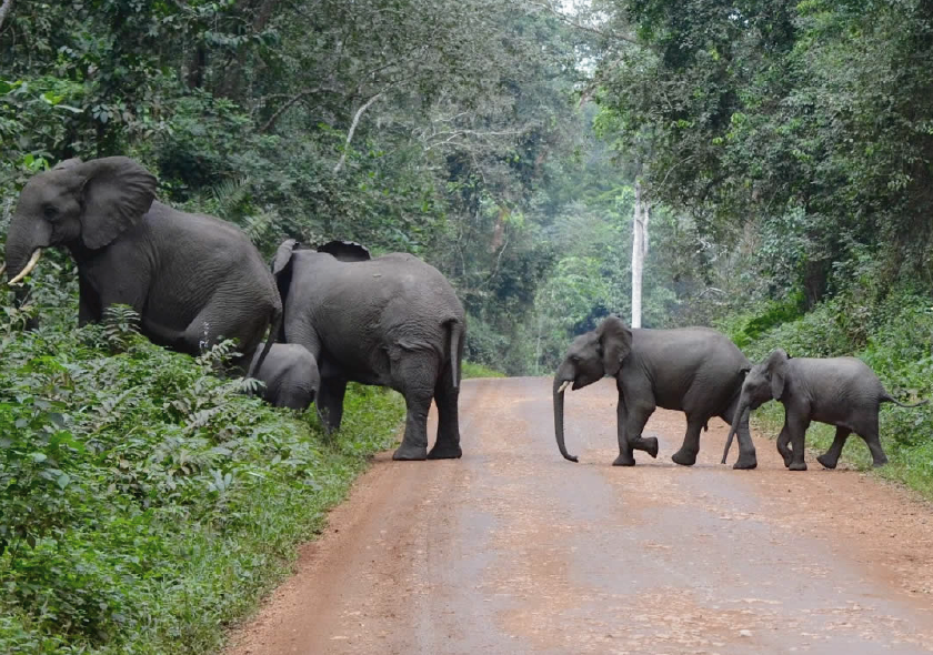 Kibaale National Park 3 Days Tour