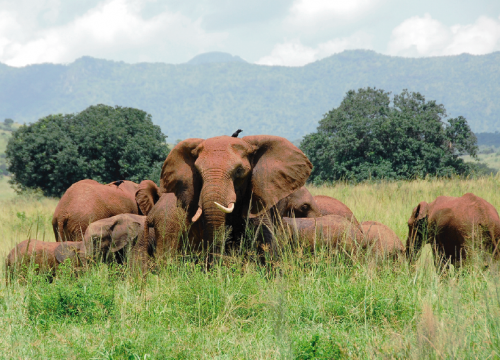 Kidepo Valley 3 Days Tour