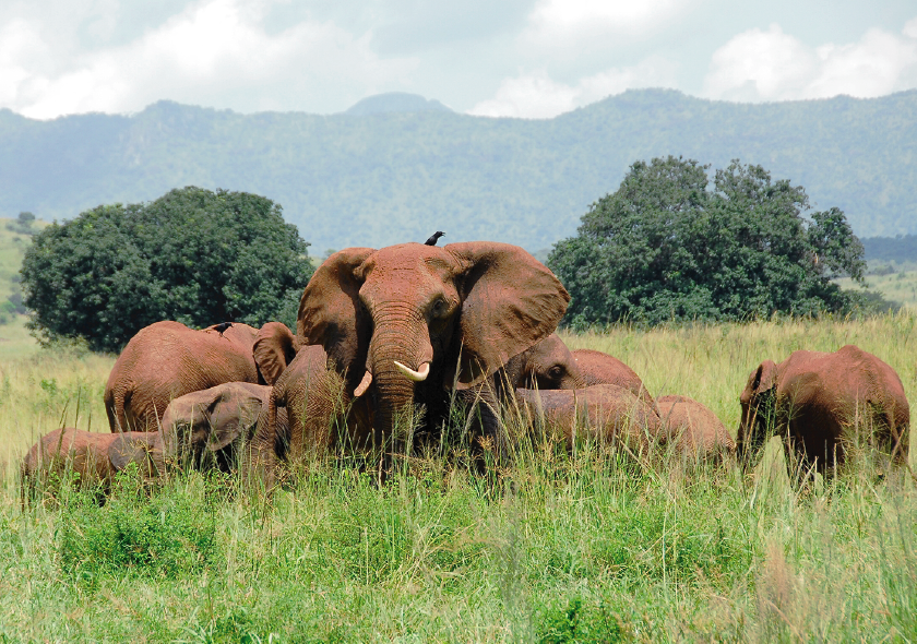 Kidepo Valley 3 Days Tour