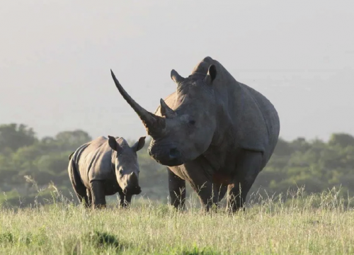 Zziwa Rhino Sanctuary 1 Day Tour