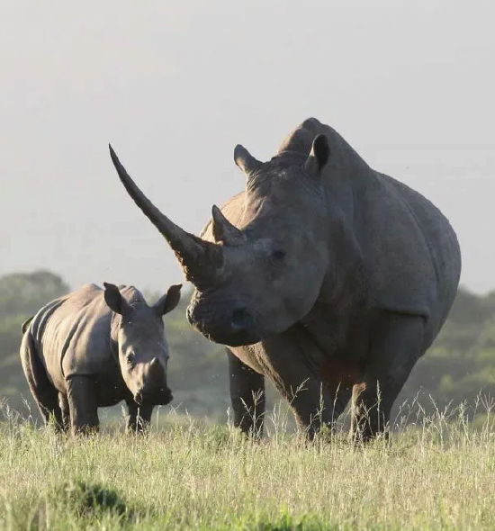 Zziwa Rhino Sanctuary 1 Day Tour