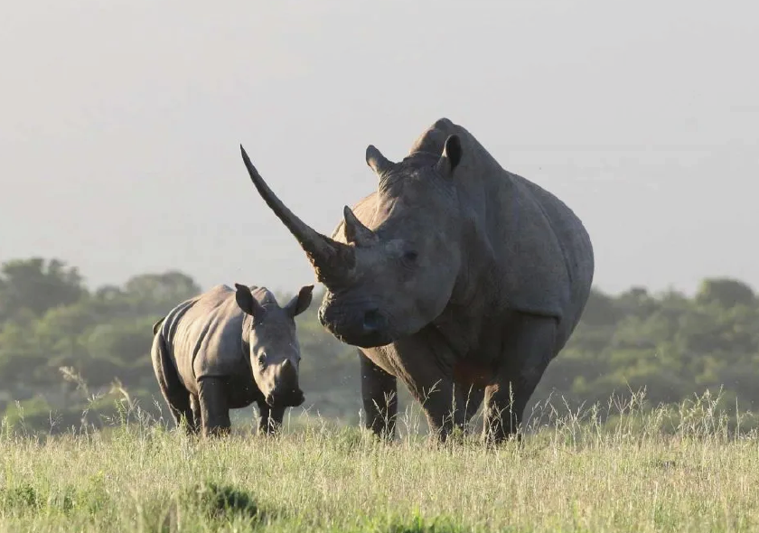 Zziwa Rhino Sanctuary 1 Day Tour